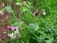 Dscn0036.jpg (276243 byte)