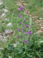 Dscn0038.jpg (279689 byte)