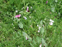 Dscn0045.jpg (292843 byte)